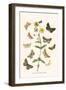 European Butterflies and Moths-W.F. Kirby-Framed Art Print