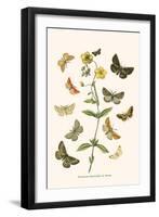 European Butterflies and Moths-W.F. Kirby-Framed Art Print