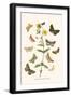 European Butterflies and Moths-W.F. Kirby-Framed Art Print