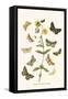 European Butterflies and Moths-W.F. Kirby-Framed Stretched Canvas