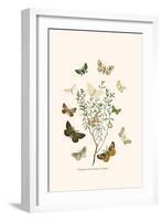 European Butterflies and Moths-W.F. Kirby-Framed Art Print