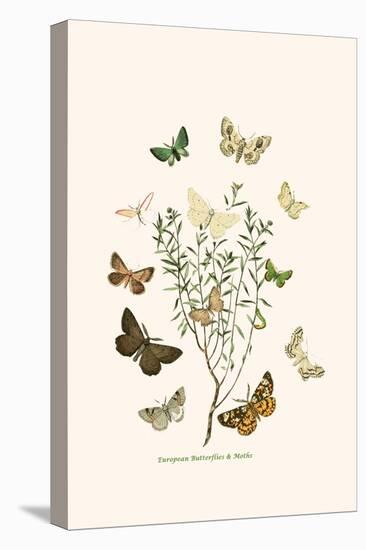 European Butterflies and Moths-W.F. Kirby-Stretched Canvas