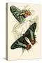 European Butterflies and Moths-James Duncan-Stretched Canvas