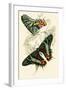 European Butterflies and Moths-James Duncan-Framed Art Print