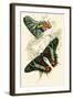 European Butterflies and Moths-James Duncan-Framed Art Print