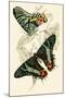 European Butterflies and Moths-James Duncan-Mounted Art Print