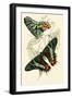 European Butterflies and Moths-James Duncan-Framed Art Print