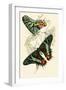 European Butterflies and Moths-James Duncan-Framed Art Print