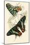 European Butterflies and Moths-James Duncan-Mounted Art Print