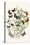 European Butterflies and Moths-W.F. Kirby-Stretched Canvas