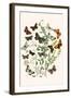 European Butterflies and Moths-W.F. Kirby-Framed Art Print