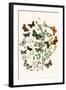 European Butterflies and Moths-W.F. Kirby-Framed Art Print