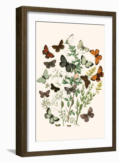 European Butterflies and Moths-W.F. Kirby-Framed Art Print