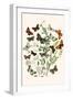 European Butterflies and Moths-W.F. Kirby-Framed Art Print