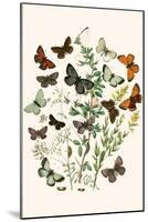 European Butterflies and Moths-W.F. Kirby-Mounted Art Print