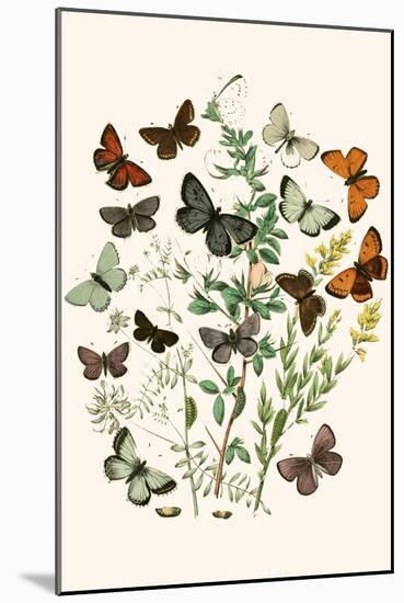 European Butterflies and Moths-W.F. Kirby-Mounted Art Print