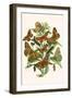 European Butterflies and Moths-W.F. Kirby-Framed Art Print