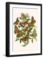 European Butterflies and Moths-W.F. Kirby-Framed Art Print