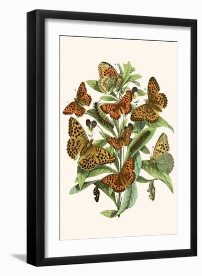 European Butterflies and Moths-W.F. Kirby-Framed Art Print