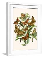 European Butterflies and Moths-W.F. Kirby-Framed Art Print