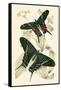 European Butterflies and Moths-James Duncan-Framed Stretched Canvas