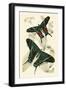 European Butterflies and Moths-James Duncan-Framed Art Print