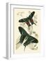 European Butterflies and Moths-James Duncan-Framed Art Print