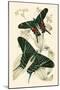 European Butterflies and Moths-James Duncan-Mounted Art Print