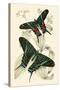 European Butterflies and Moths-James Duncan-Stretched Canvas