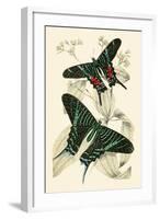 European Butterflies and Moths-James Duncan-Framed Art Print