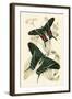 European Butterflies and Moths-James Duncan-Framed Art Print