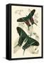 European Butterflies and Moths-James Duncan-Framed Stretched Canvas