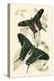 European Butterflies and Moths-James Duncan-Stretched Canvas