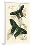 European Butterflies and Moths-James Duncan-Framed Art Print