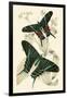 European Butterflies and Moths-James Duncan-Framed Art Print