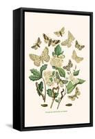 European Butterflies and Moths-W.F. Kirby-Framed Stretched Canvas