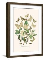 European Butterflies and Moths-W.F. Kirby-Framed Art Print