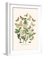 European Butterflies and Moths-W.F. Kirby-Framed Art Print