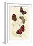 European Butterflies and Moths-James Duncan-Framed Art Print