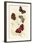 European Butterflies and Moths-James Duncan-Framed Art Print