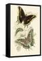 European Butterflies and Moths-James Duncan-Framed Stretched Canvas