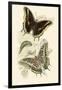 European Butterflies and Moths-James Duncan-Framed Art Print