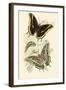 European Butterflies and Moths-James Duncan-Framed Art Print