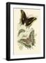 European Butterflies and Moths-James Duncan-Framed Art Print