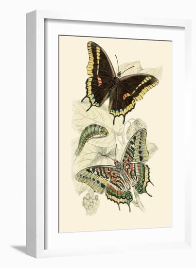 European Butterflies and Moths-James Duncan-Framed Art Print