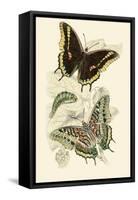 European Butterflies and Moths-James Duncan-Framed Stretched Canvas