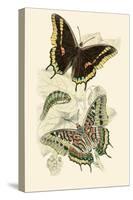 European Butterflies and Moths-James Duncan-Stretched Canvas