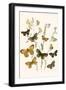 European Butterflies and Moths-W.F. Kirby-Framed Art Print