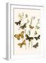 European Butterflies and Moths-W.F. Kirby-Framed Art Print