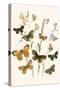 European Butterflies and Moths-W.F. Kirby-Stretched Canvas